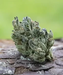 Cherry Dosidos 7.5g