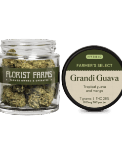 Florist Farms | Grandi Guava - 7g - Flower